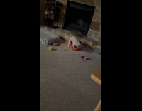 Dog humping Reeses pet bed 