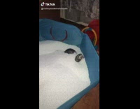 Collab BitchMP - Ferret inside of blue cage crawling around white bedding