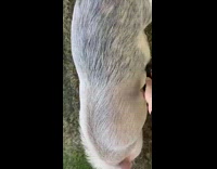 Collab BitchIG2 - Fat pig being scratched and pet with kunai