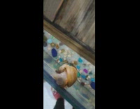 Snail laying eggs on the glass wall of the aquarium 
