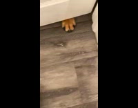 Dog remove paws under door when touched