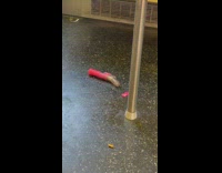 Discarded pink sex toy on the subway train floor 
