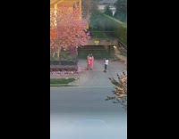 Collab IITW - Two Women in Pink Take Photos with Cherry Blossom Trees 