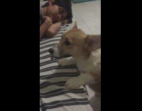 brown dog barking every time it is not being massaged 