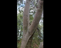Bug weaves entire tree branch in park