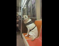 Dog sits on train with plaid harness 