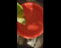 Two green leaves pour water red basin not wet