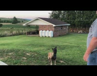 Large black brown dog pops green balloon