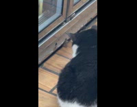 Cat and rat stare contest at store