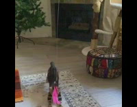 Kitten runs jumps at pink feather toy