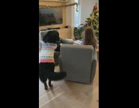 Girl sit on chair that dog push around
