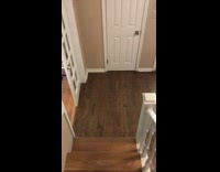 White cat approaches guy meows living room