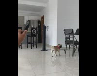 Pug gets tricked into thinking toy was thrown 