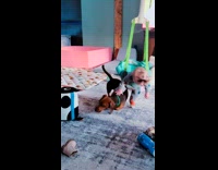 Baby hangs and sits on the dog