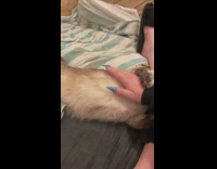 Collab BitchMP - Pregnant cat hanging onto girls hand