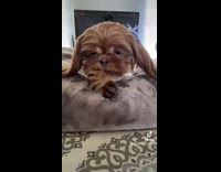 Brown dog asked why so cute tiktok
