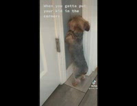 Lady Scolds Dog as it Stands on Wall