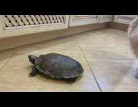 Dog plays barks at turtle on floor