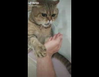 Brown cat karate fights with hand 