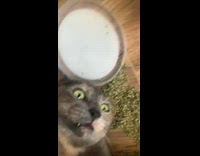 Cat lay on floor high from catnip 