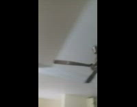 Bird sits blade rides moving ceiling fan 