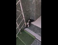 Cat lie down on the corner of the stairs