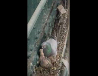 Adult pigeon bird feeding a baby pigeon bird