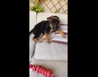 Black brown puppy upright ears white couch 