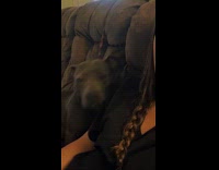Dog rub self on shoulder of woman