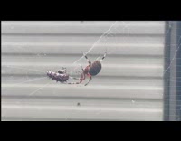 Large spider pee caterpillar trapped on web