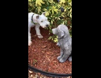 Dog thought dog statue was real