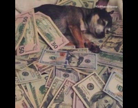 small black dog lays next to large pile of money 
