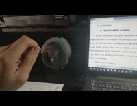 Sleepy pet pigeon helps its owner study 