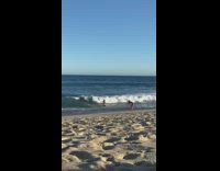 Dog surfboard beach waves jump video shoot