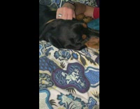 Dog make groan noise from ear massage