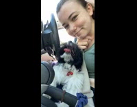 Dog sits on womans lap drivers seat