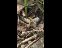 Brown ant struggles to carry onion slice 