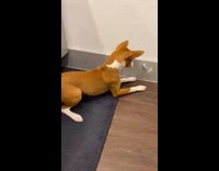 Brown dog play with door spring stopper