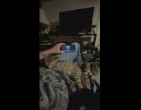 Two cats react to DDOI meow sound