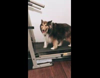 Brown dog walks on a treadmill 