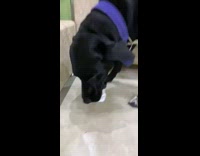 Dog eats block of cheese from kitchen