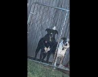 Dogs barks at owner hurries inside house