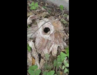 Collab BitchIG2 - Frog inside of girls dead plant outside