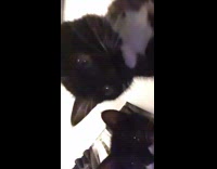 Person get scratches from black white kitten