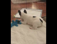 White Dog On Bed Jumps At Tennis Ball that Rolls Off