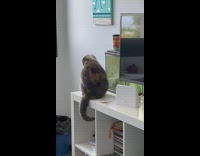 Cat Sits Beside and Plays with Fish Inside Aquarium