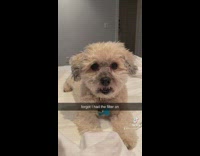 White Dog makes weird face as owner realizes a filter is on