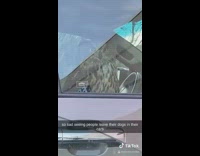 Owl in passenger seat of parked car