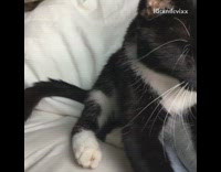 black cat giving massage to owner 