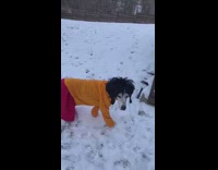 Guy dresses dog up as Velma scooby doo hunting 